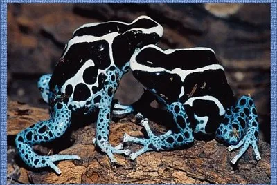 Velenosa