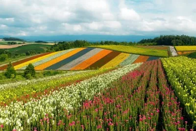 Campos coloridos