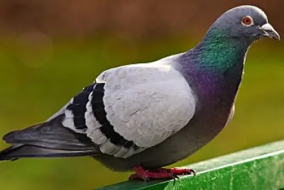 cordados