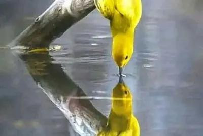animales