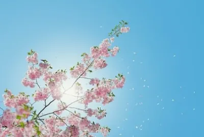 flores jigsaw puzzle