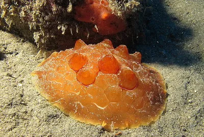 Pleurobranchus testudinarius