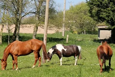chevaux