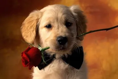 cachorro romÃ¡ntico