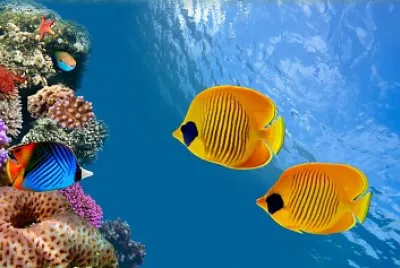 CORAL