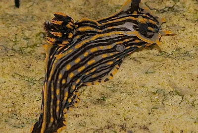 Polycera atra jigsaw puzzle