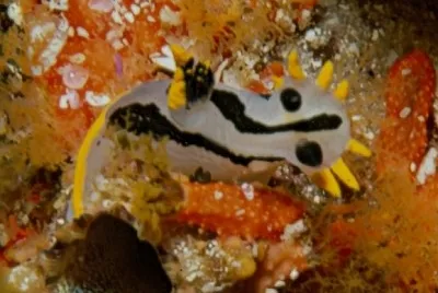 Polycera capensis jigsaw puzzle