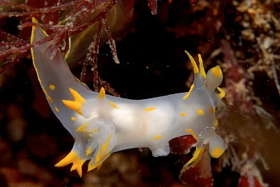 Polycera faeroensis