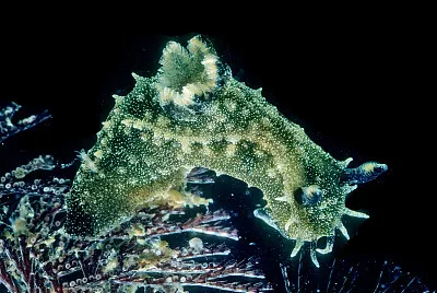 Polycera fujitai