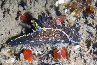 Polycera hedgpethi