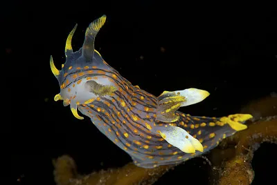 Polycera quadrilineata jigsaw puzzle