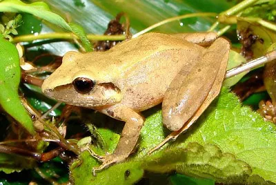 Pristimantis achstinus jigsaw puzzle