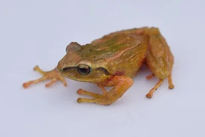 Pristimantis anolires jigsaw puzzle