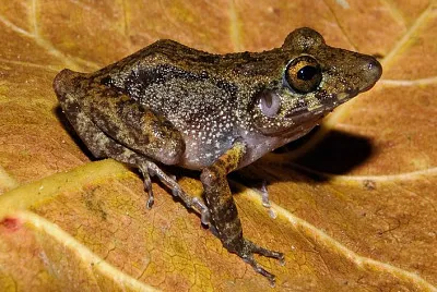 Pristimantis gaigei
