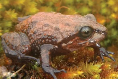 Pristimantis attemboroughi