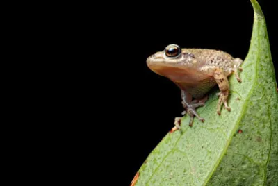 Pristimantis unistrigatus