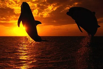 פאזל של Delfin