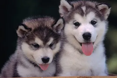 פאזל של Perros