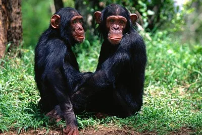 פאזל של Monos
