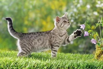 gato 1