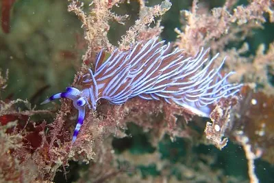 Pteraolidia ianthina