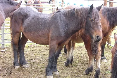 Jaca navarra