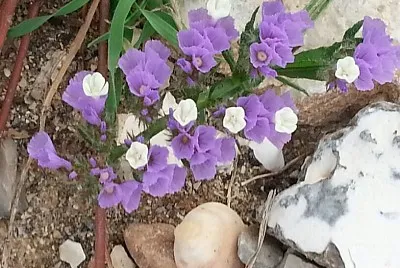 ×¡×’×•×œ