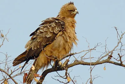 Aquila wahlbergi