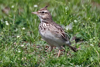 Allodola crestata