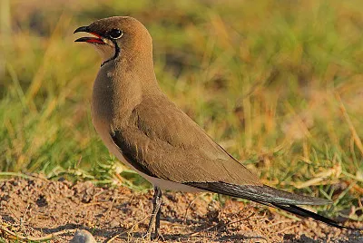 Pratincole dal collare jigsaw puzzle