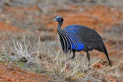 Faraona vulturina