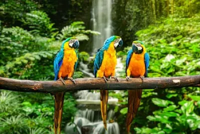 Animales jigsaw puzzle