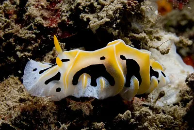 Reticulidia fungia