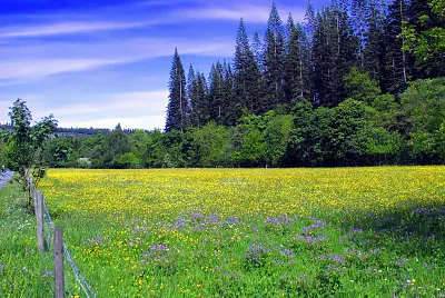 פאזל של Tranquilidad