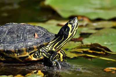פאזל של Tortugas
