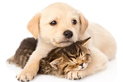 perros y gatos