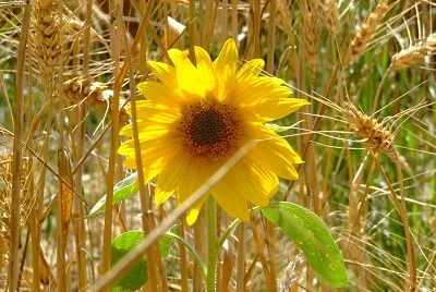 tournesol jigsaw puzzle