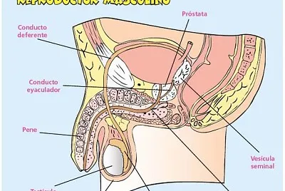 פאזל של Sistema reproductor