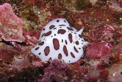 Vacchetta di mare