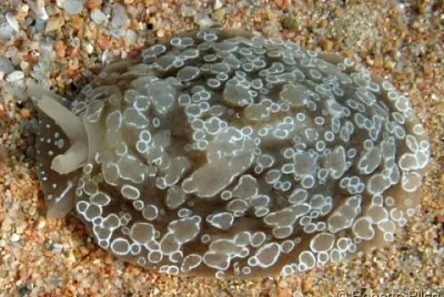 Berthella ocellata jigsaw puzzle