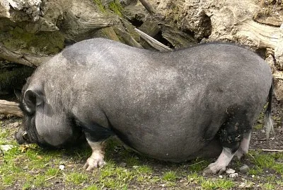 Maialino vietnamita
