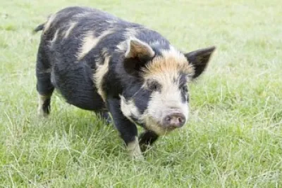 Maialino kunekune