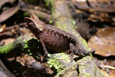 Brookesia superficialis
