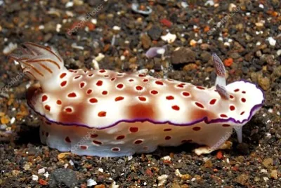 Risbecia tryoni