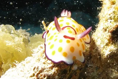 Risbecia pulchella