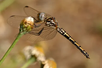 פאזל של Trithermis arteriosa