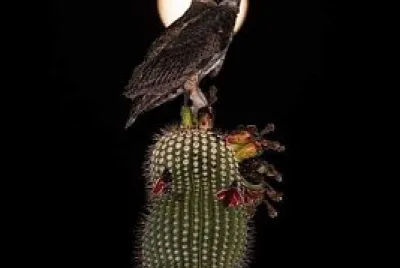 Coruja