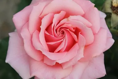Rosa jigsaw puzzle