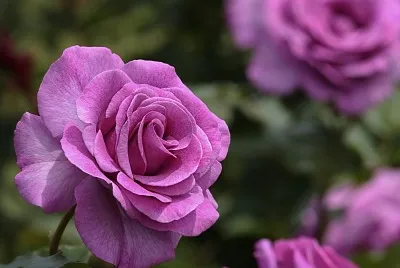 Rosas lilÃ¡s