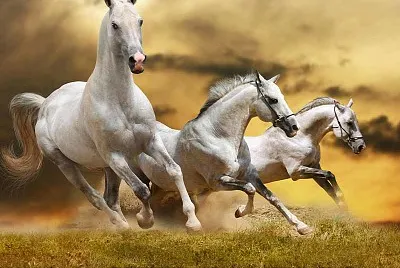 imagem jigsaw puzzle